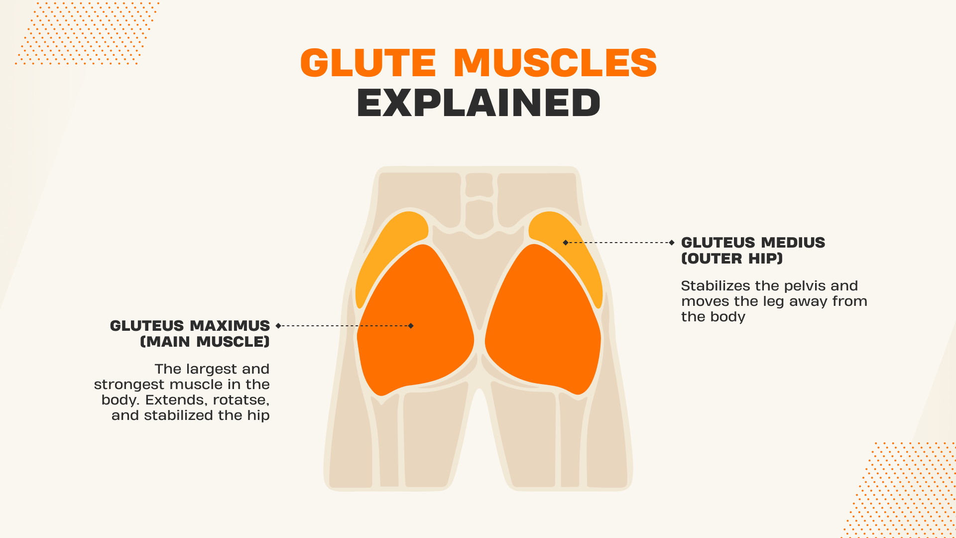 Glutes explenation