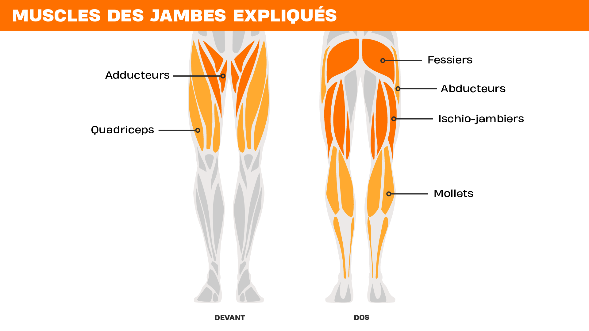 Silhouette humaine montrée de face et de dos, avec les principaux muscles des jambes indiqués : adducteurs, quadriceps, fessiers, abducteurs, ischio-jambiers et mollets.