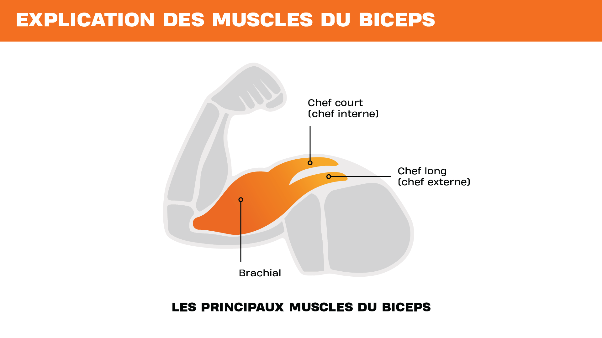 Illustration des principaux muscles du biceps, montrant le chef court, le chef long et le muscle brachial sur un bras fléchi.