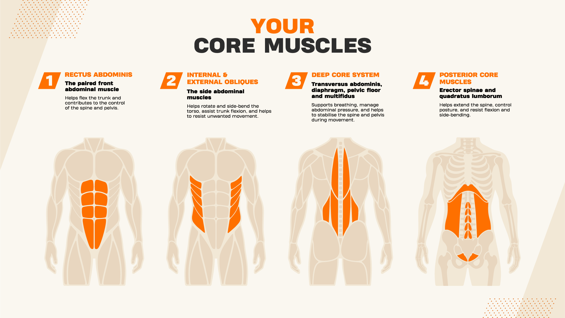 explanation of your core muscles