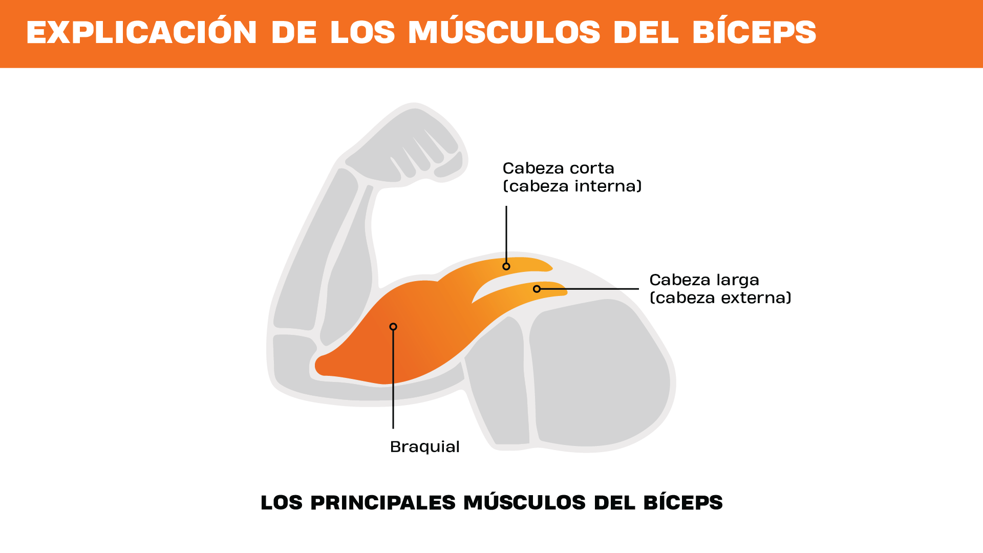 Ilustración de los principales músculos del bíceps, mostrando la cabeza corta, la cabeza larga y el músculo braquial en un brazo flexionado.