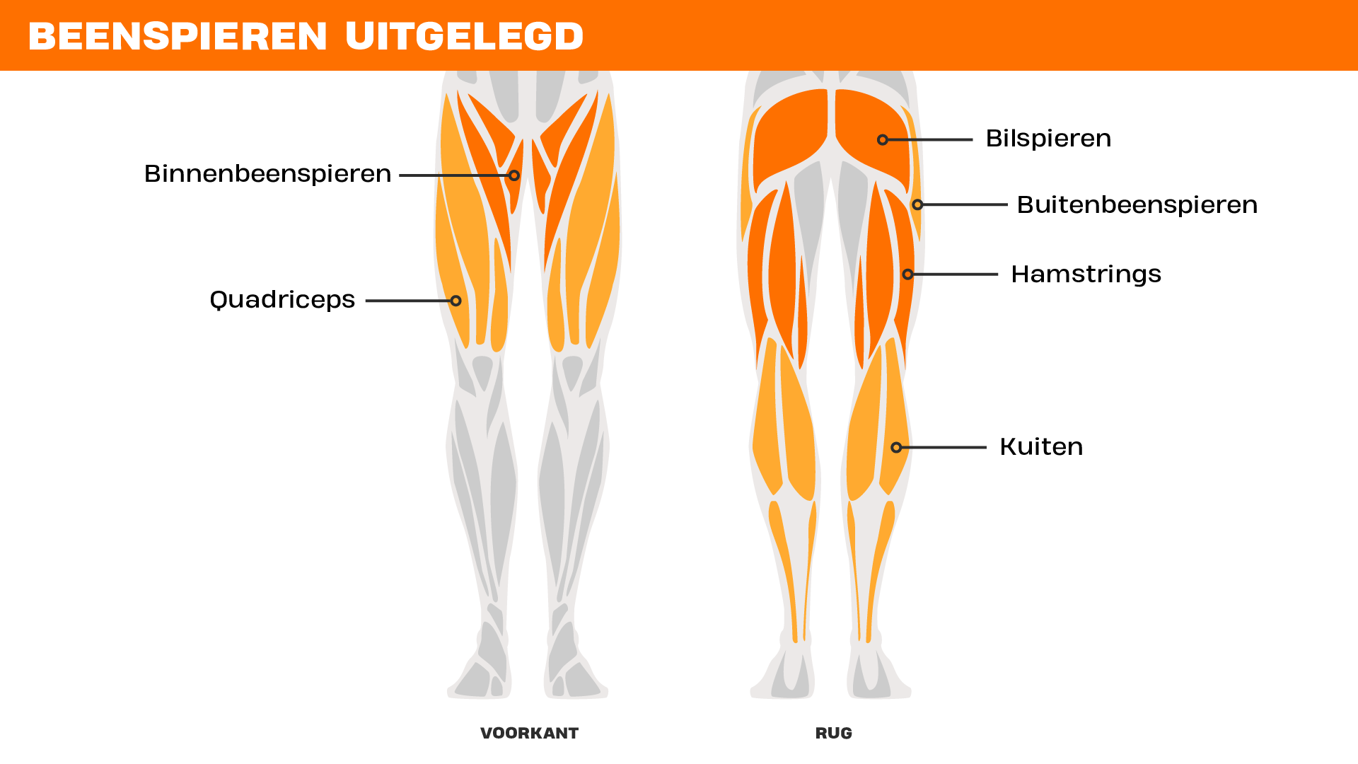 Menselijke figuur met een voor- en achterkant waarop de belangrijkste beenspieren zijn aangegeven: binnenbeenspieren, quadriceps, bilspieren, buitenbeenspieren, hamstrings en kuiten.