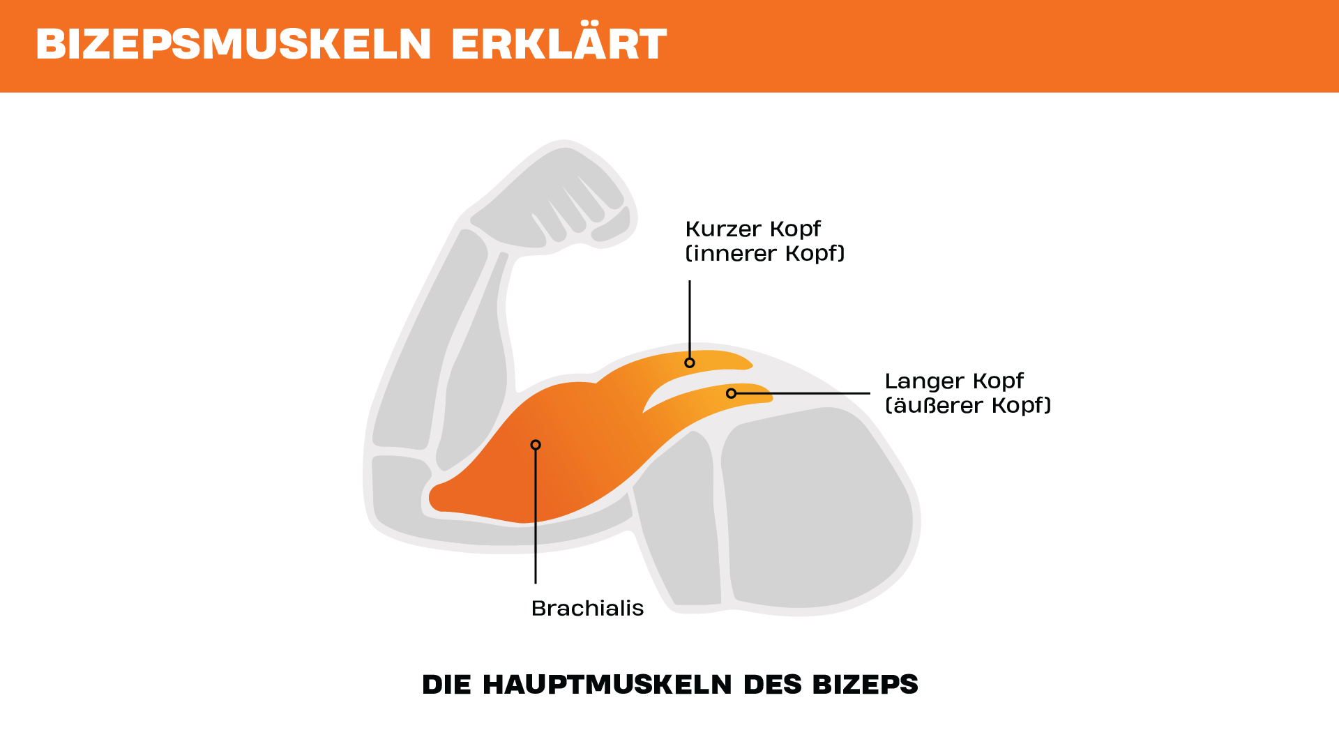 Illustration der wichtigsten Bizepsmuskeln, mit Darstellung des kurzen Kopfes, des langen Kopfes und des Brachialis an einem angewinkelten Arm.