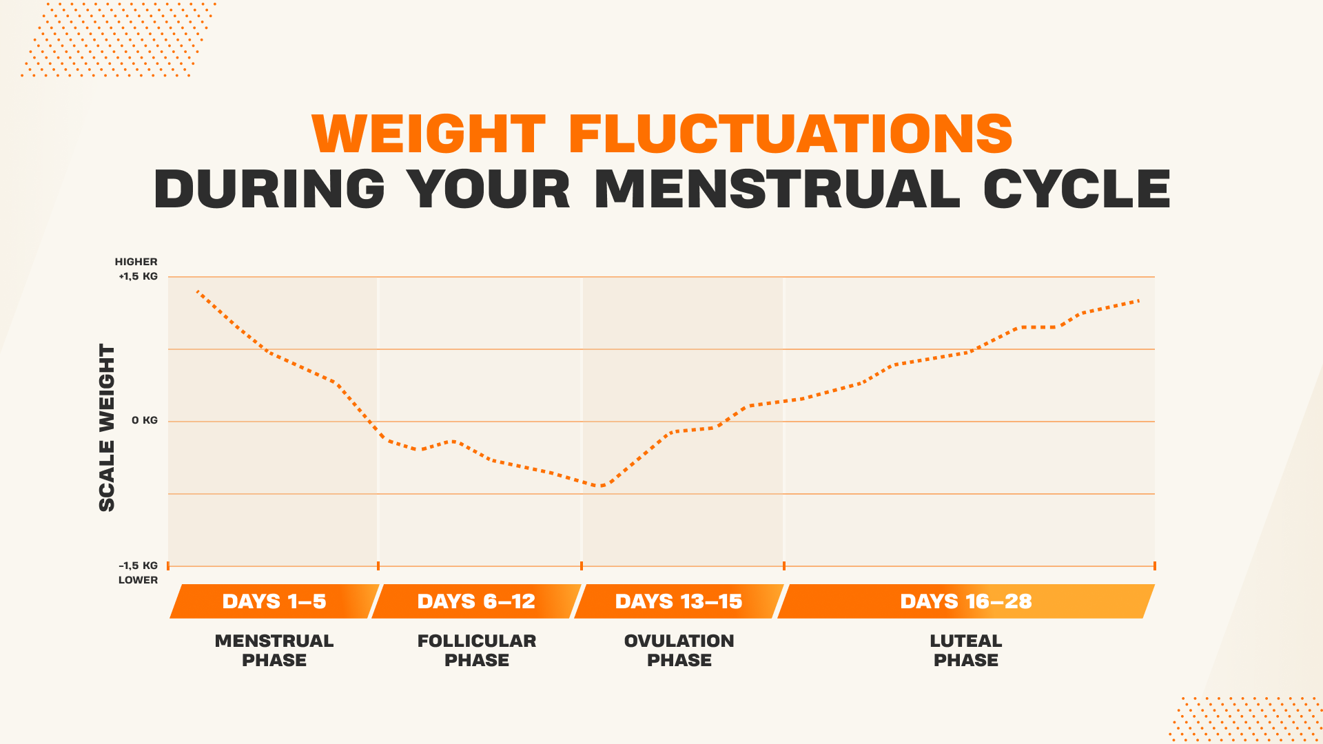 Infographic showing the weight fluctuations during the menstrual cycle