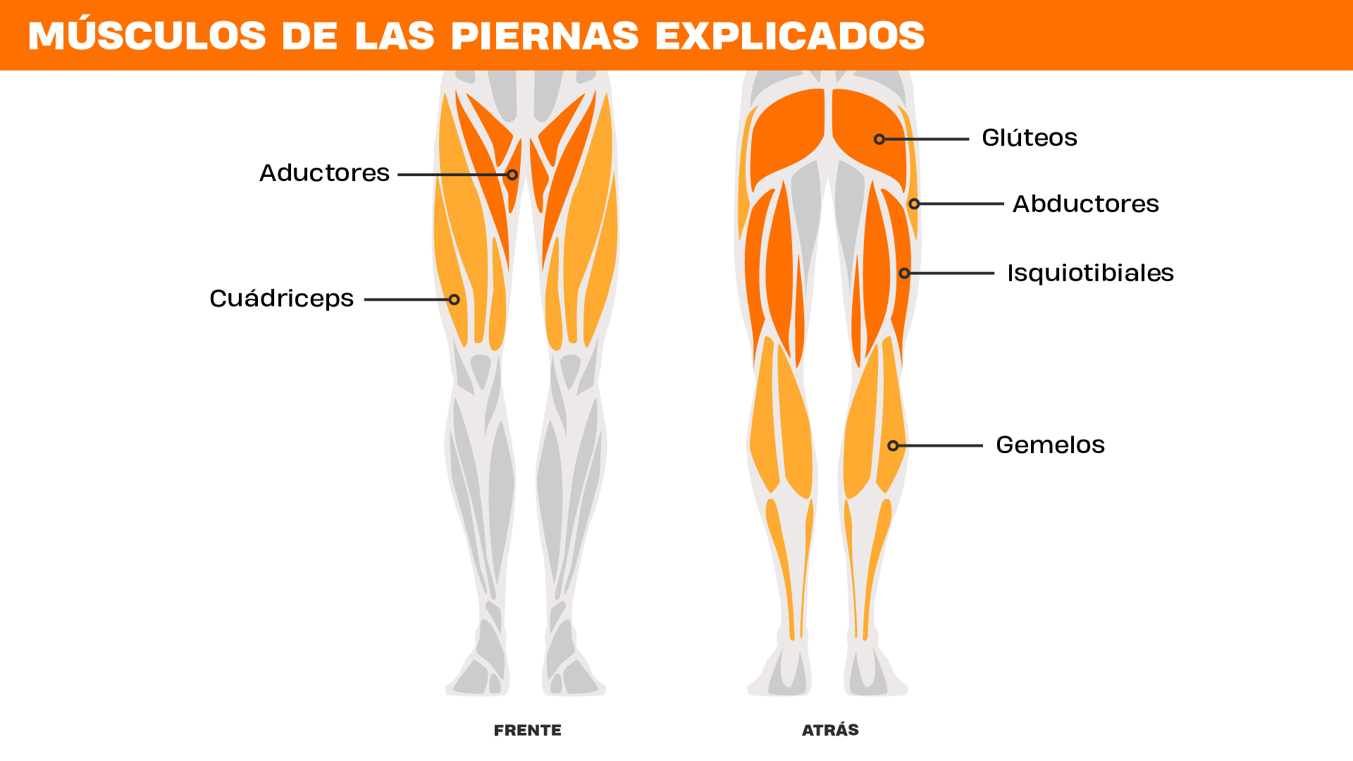 Figura humana vista de frente y de espaldas con los principales músculos de las piernas señalados: aductores, cuádriceps, glúteos, abductores, isquiotibiales y gemelos.