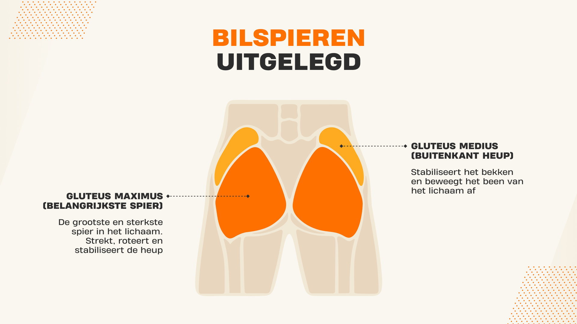 Glutes uitgelegd