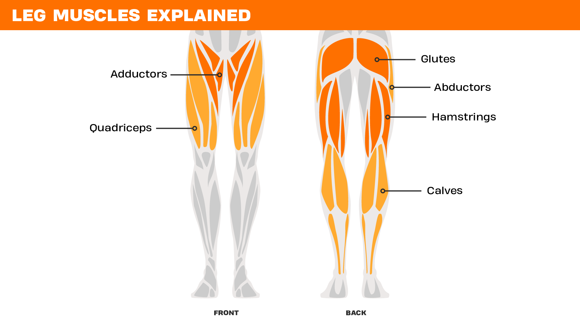 Illustration of the front and back view of human leg muscles. The front view highlights the adductors on the inner thighs and the quadriceps on the front of the thighs in orange. The back view highlights the glutes at the top of the legs, the abductors on the outer thighs, the hamstrings on the back of the thighs, and the calves on the lower legs. Each muscle group is labeled with a line pointing to the highlighted area. The title at the top reads “Leg Muscles Explained” on an orange banner.