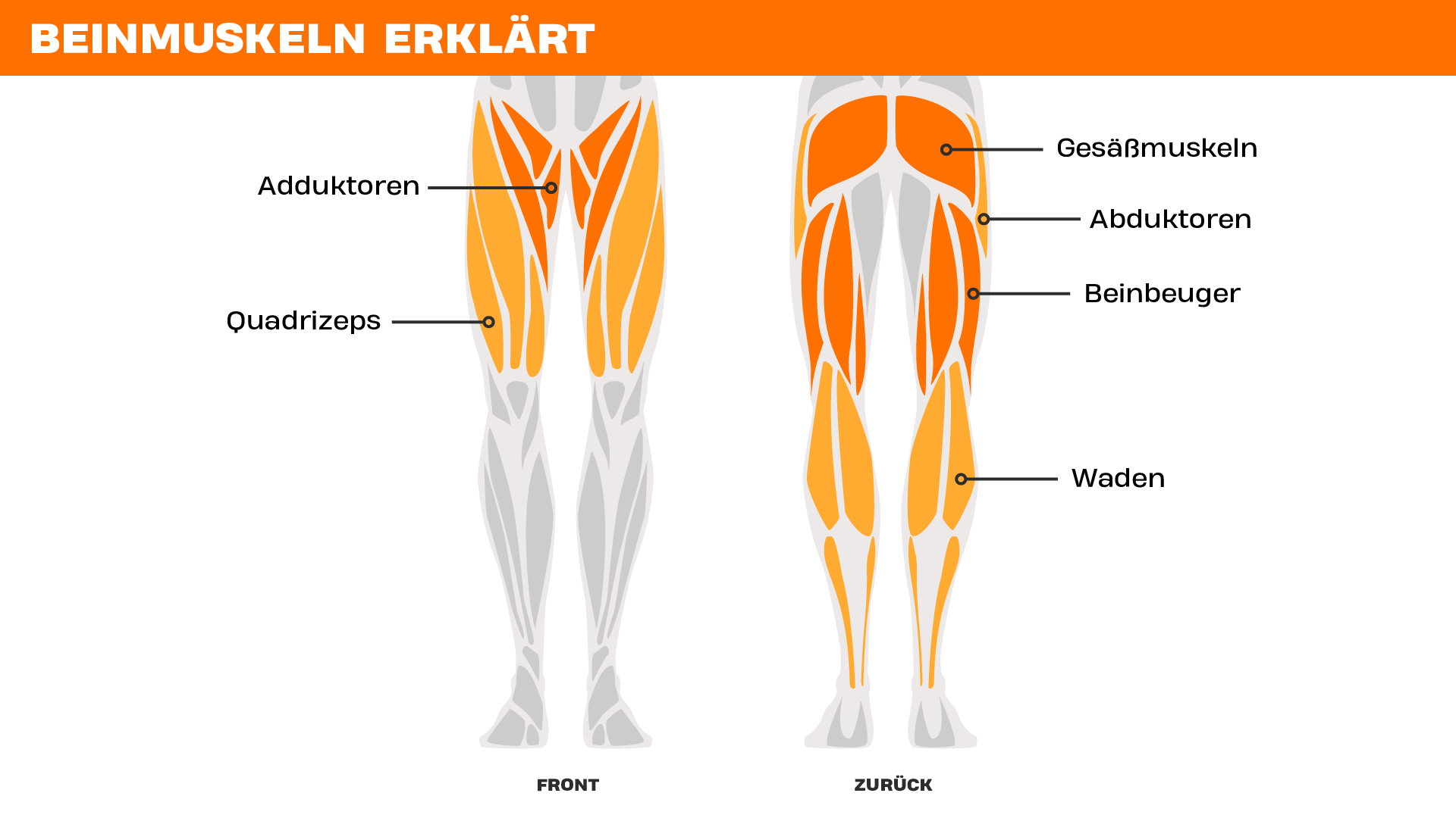 Figur eines menschlichen Körpers von vorne und hinten, auf der die wichtigsten Beinmuskeln markiert sind: Adduktoren, Quadrizeps, Gesäßmuskeln, Abduktoren, Beinbeuger und Waden.