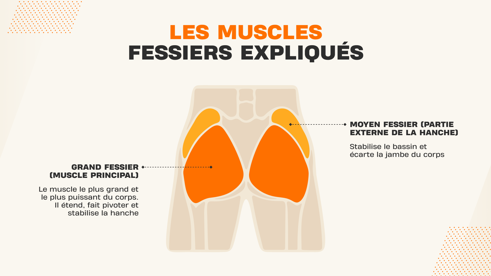 Les muscles fessiers expliqués