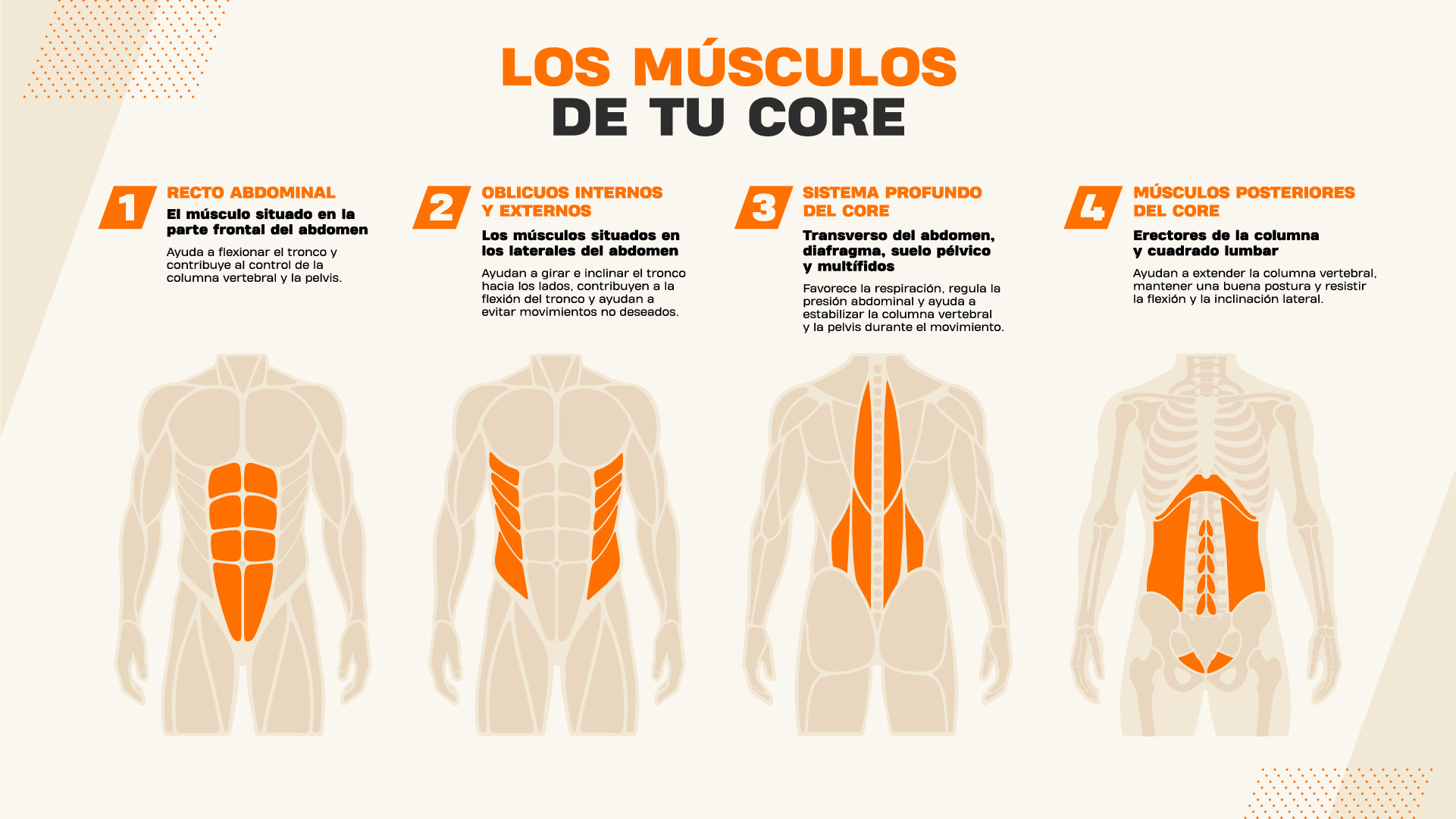Explicación de los músculos del core.