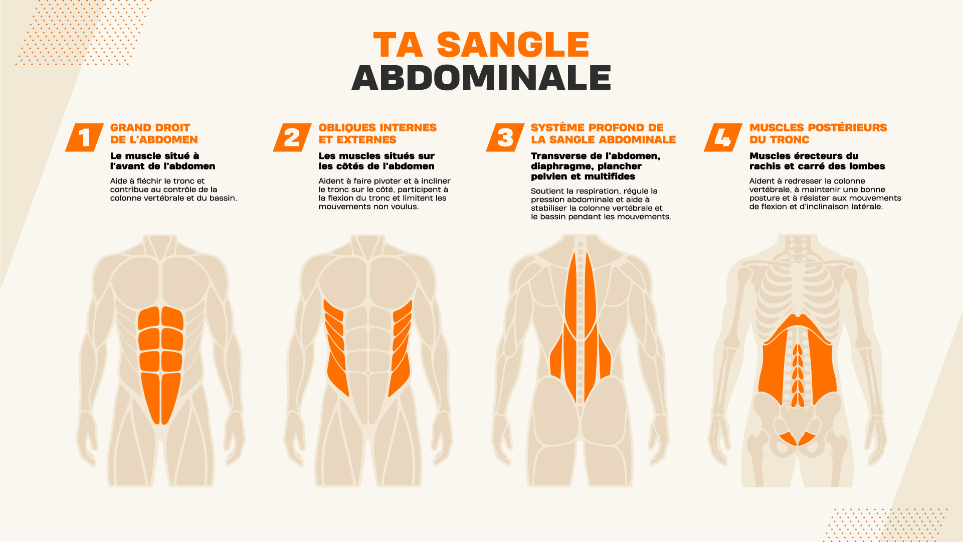 Explication des muscles de ton gainage.