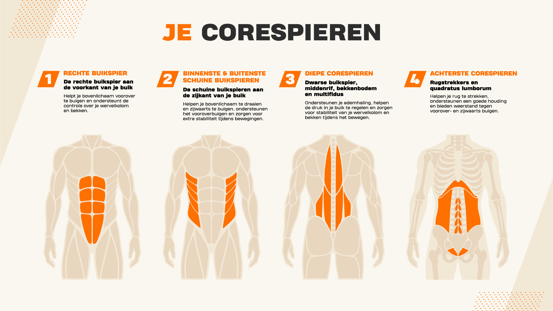Uitleg over de spieren van je core.